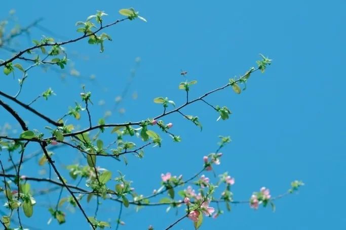 从燕园到家乡丨一种相思，两处*光春**