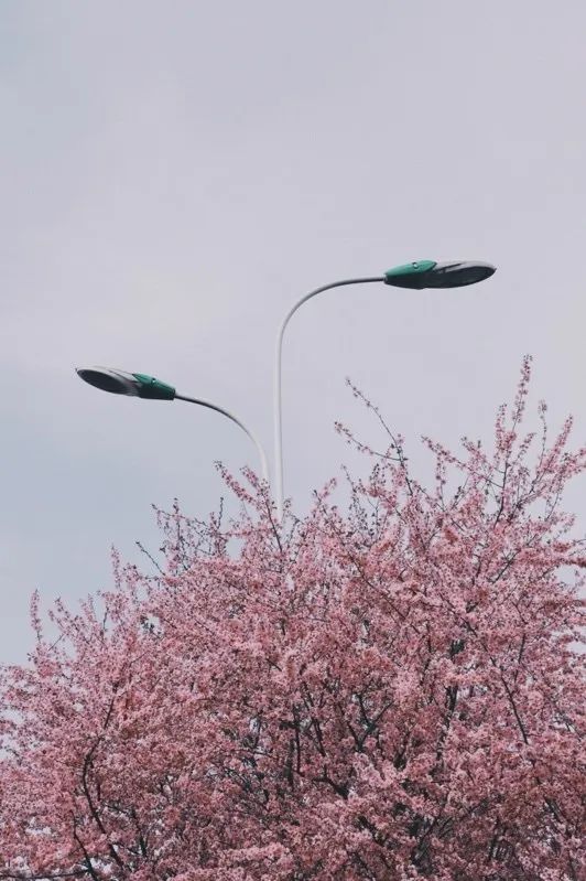 从燕园到家乡丨一种相思，两处*光春**