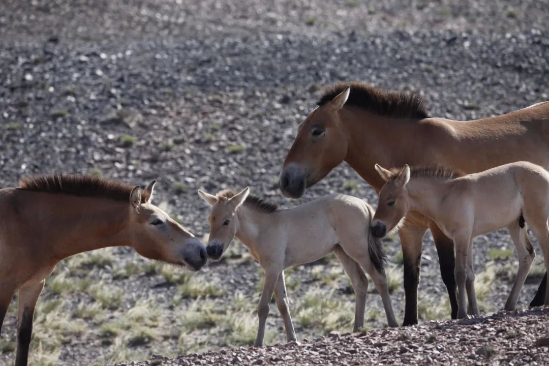 绾垫í椹伴獘绛栭┈鎵灜瑙嗛,绾垫í椹伴獘鍙ュ瓙