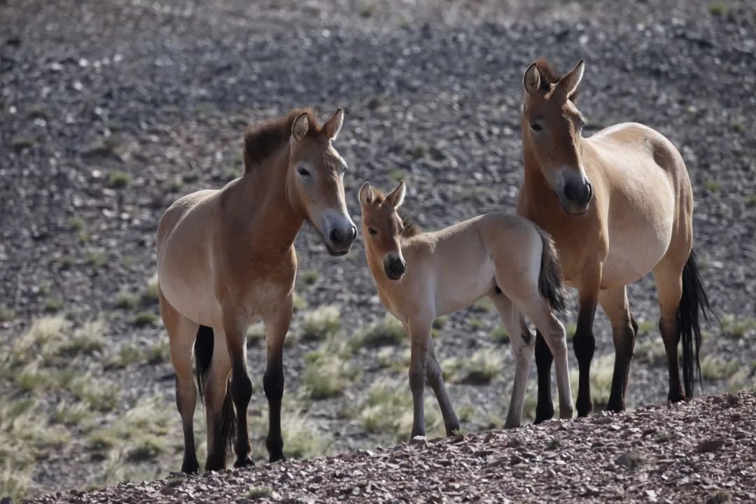 绾垫í椹伴獘绛栭┈鎵灜瑙嗛,绾垫í椹伴獘鍙ュ瓙