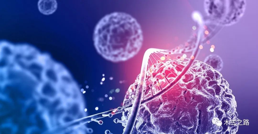 黄精复合酵素,黄精酵素原液的功效与作用