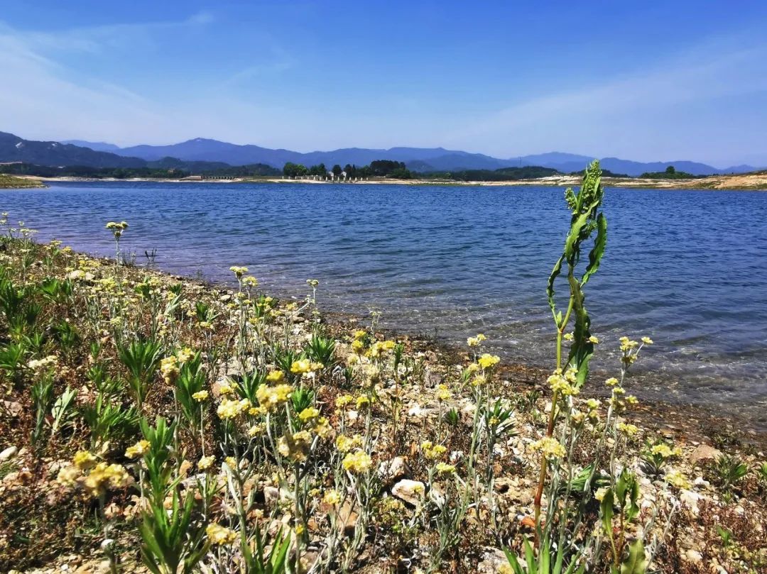 武汉开车1.5小时|通透如琉璃的“蓝丝绸”湖,有人在湖畔造了500亩撒欢营地「432集」