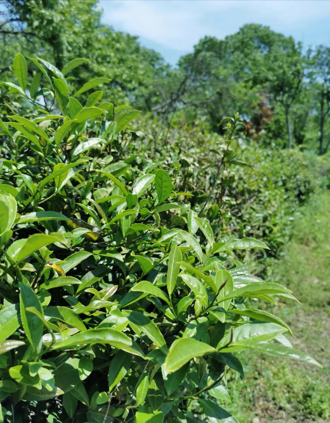 武汉开车1.5小时|通透如琉璃的“蓝丝绸”湖，有人在湖畔造了500亩撒欢营地「432集」