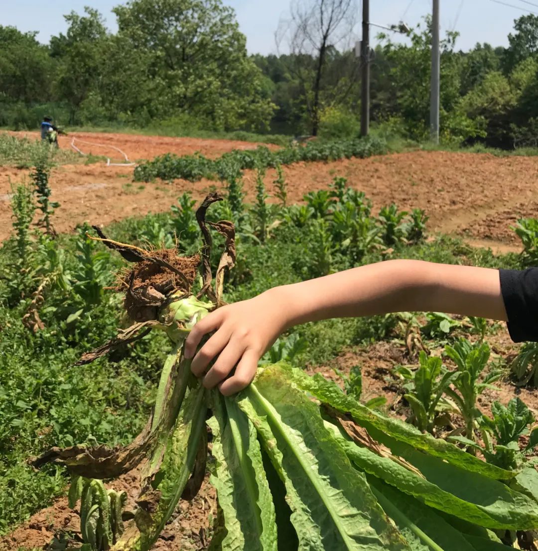 武汉开车1.5小时|通透如琉璃的“蓝丝绸”湖,有人在湖畔造了500亩撒欢营地「432集」