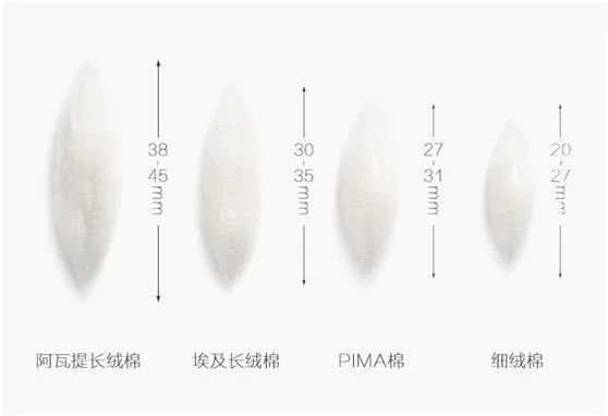 白Tee的“鄙视链”赤裸裸，1000的就比100好？