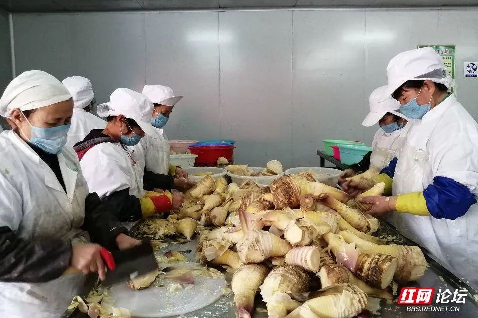 湖南地道竹笋介绍,湖南制作竹笋介绍