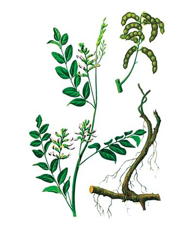 甘草为什么被称之为国老,甘草国老原文