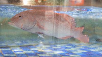 侏罗纪恐龙公园优惠券,侏罗纪恐龙团购优惠推荐