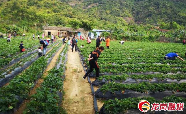 龙岗五一最佳去处,龙岗五一打卡景点