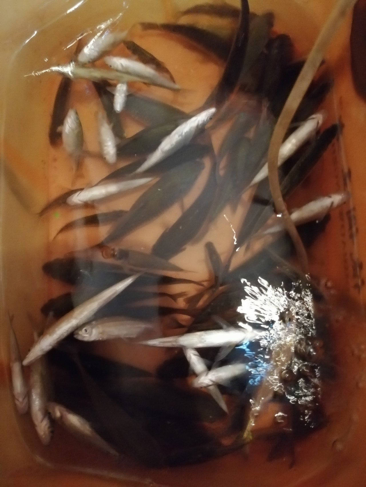 野钓小鱼闹窝怎么办用几号钩,野钓小鱼闹窝怎么解决