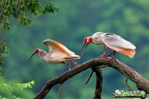 安康市发展,陕南安康发展前景如何