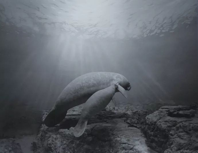 日本在世当代艺术家,日本当代艺术家太阳花