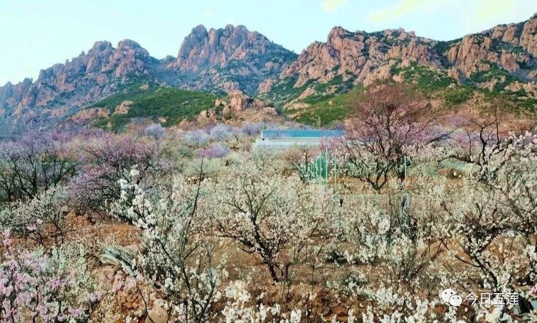 樱桃熟了五一好去处,采摘樱桃好去处五莲