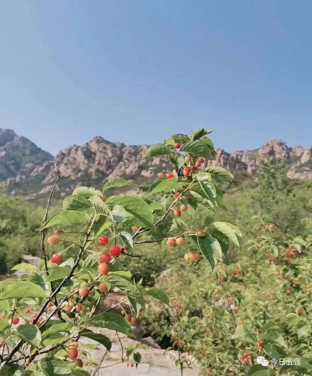 樱桃熟了五一好去处,采摘樱桃好去处五莲