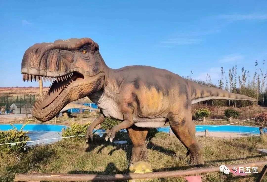 樱桃熟了五一好去处,采摘樱桃好去处五莲