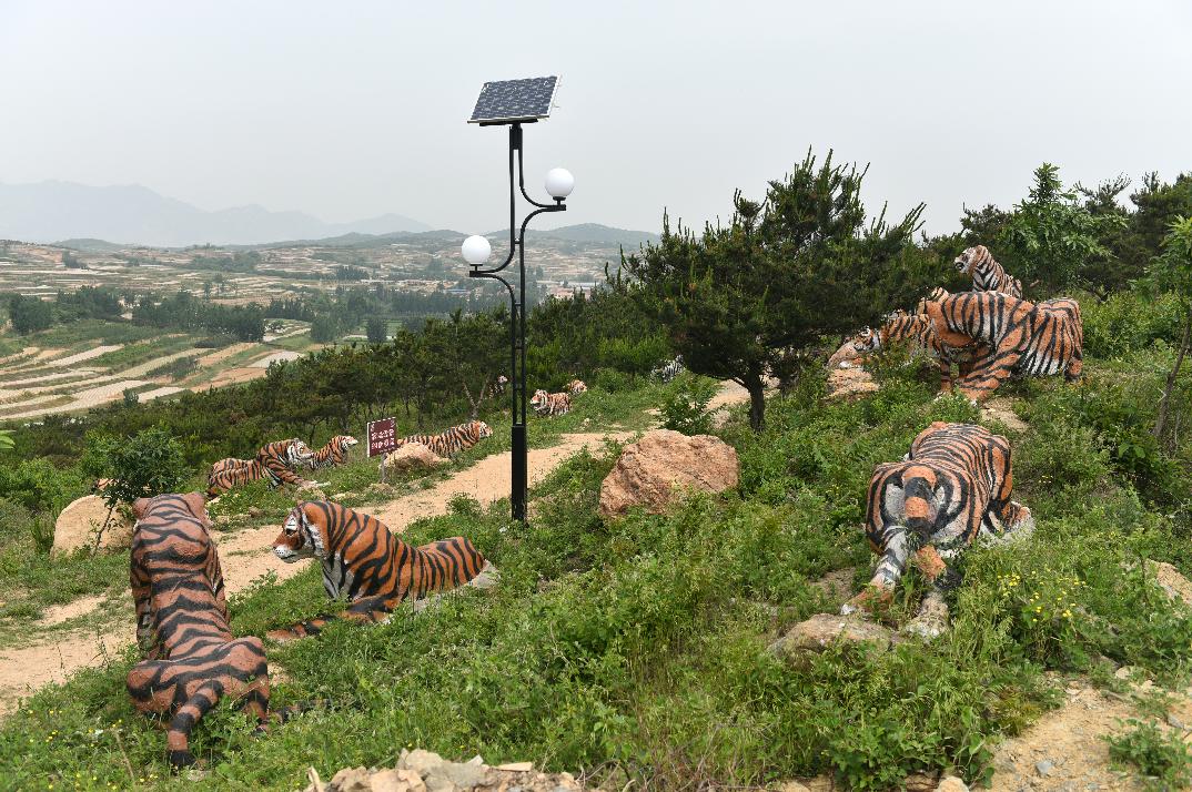 樱桃熟了五一好去处,采摘樱桃好去处五莲