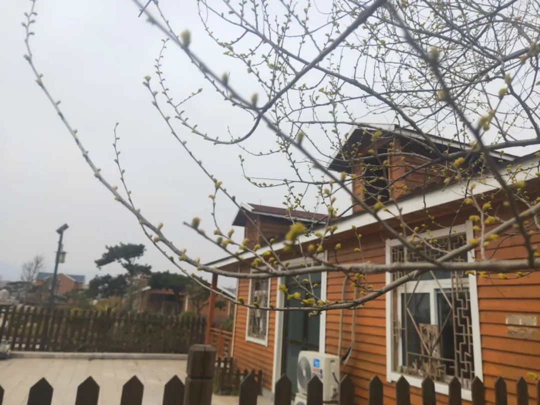 樱桃熟了五一好去处,采摘樱桃好去处五莲