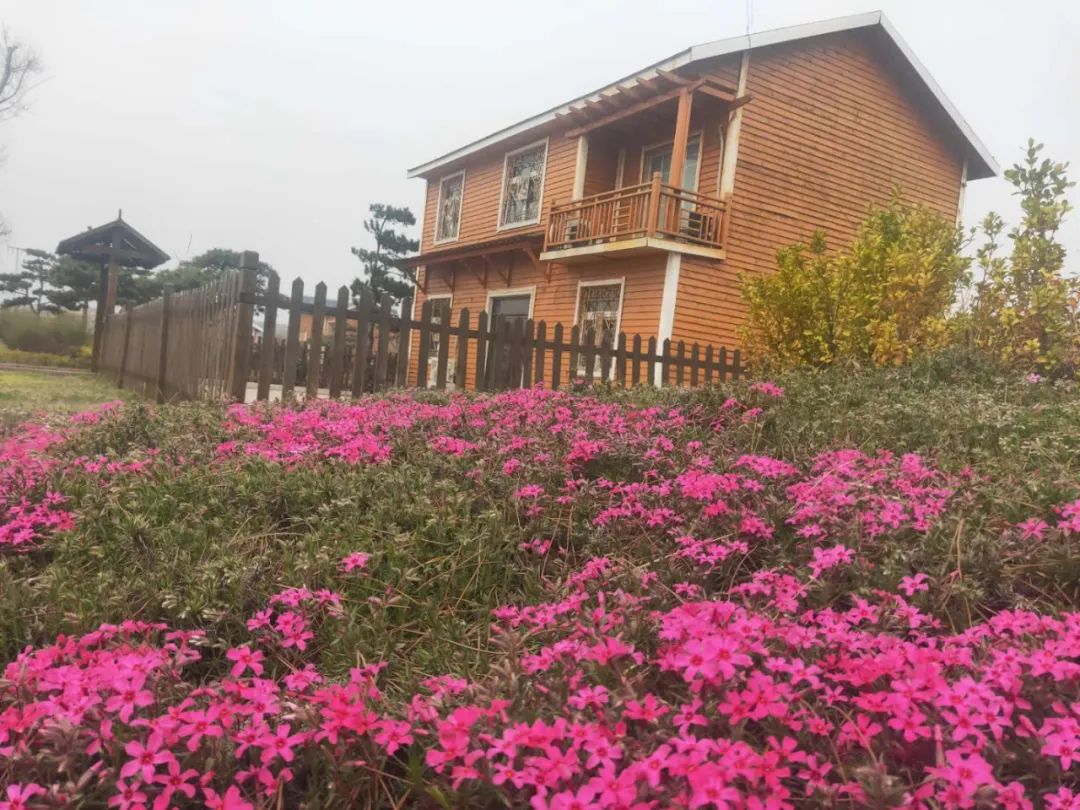 樱桃熟了五一好去处,采摘樱桃好去处五莲