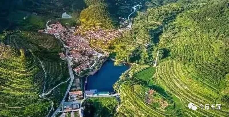 樱桃熟了五一好去处,采摘樱桃好去处五莲