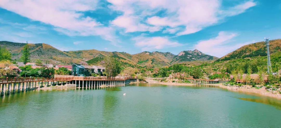 樱桃熟了五一好去处,采摘樱桃好去处五莲