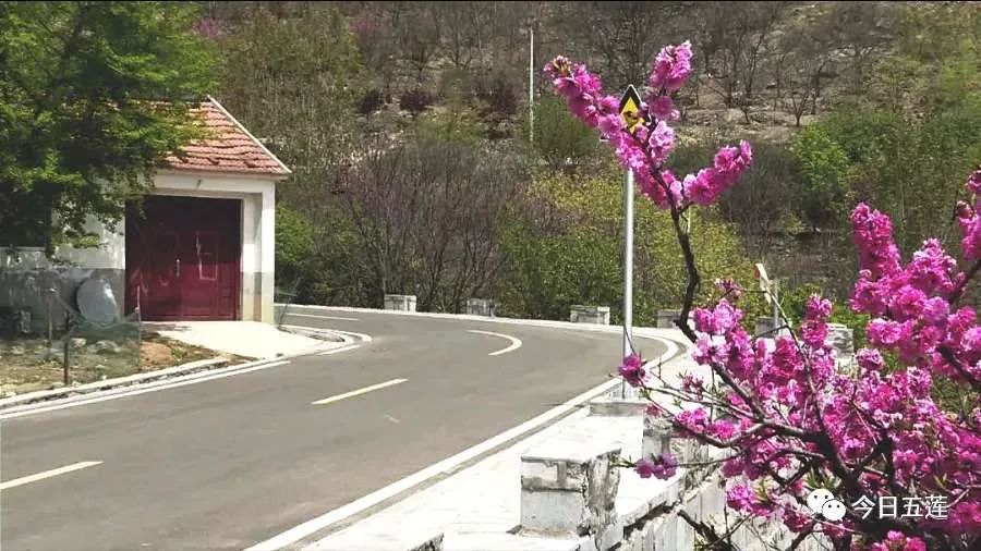 樱桃熟了五一好去处,采摘樱桃好去处五莲