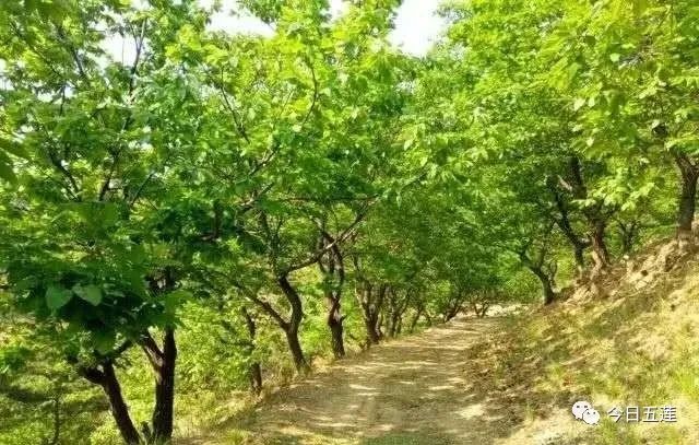 樱桃熟了五一好去处,采摘樱桃好去处五莲