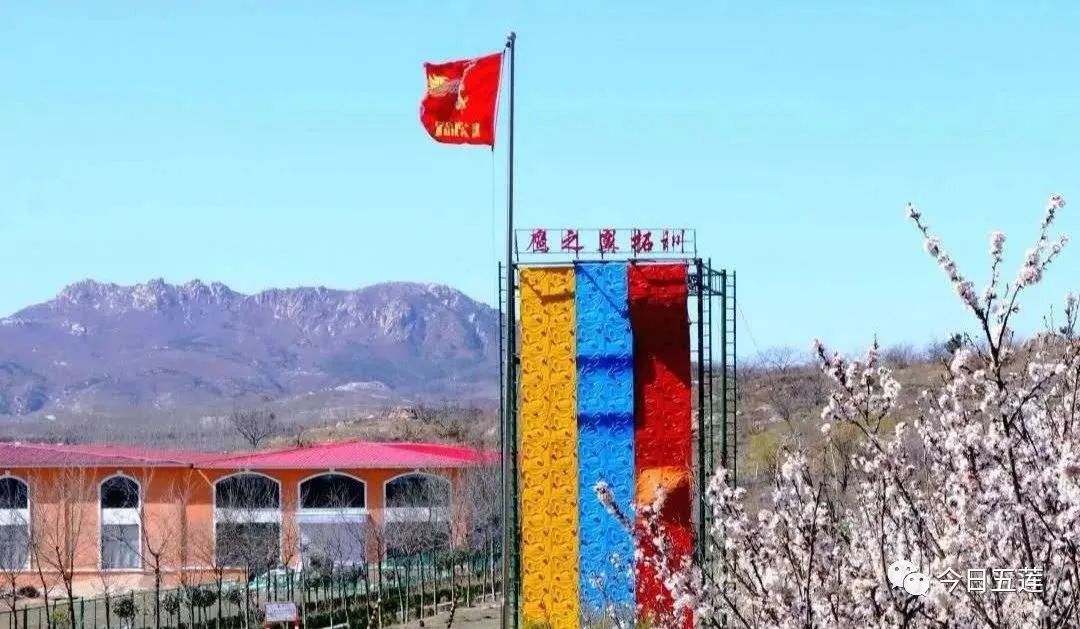 樱桃熟了五一好去处,采摘樱桃好去处五莲