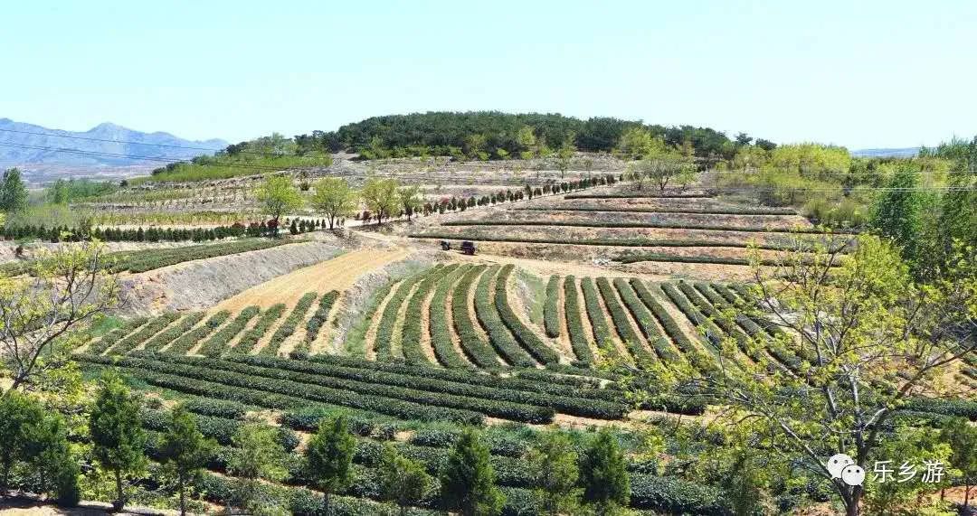 樱桃熟了五一好去处,采摘樱桃好去处五莲