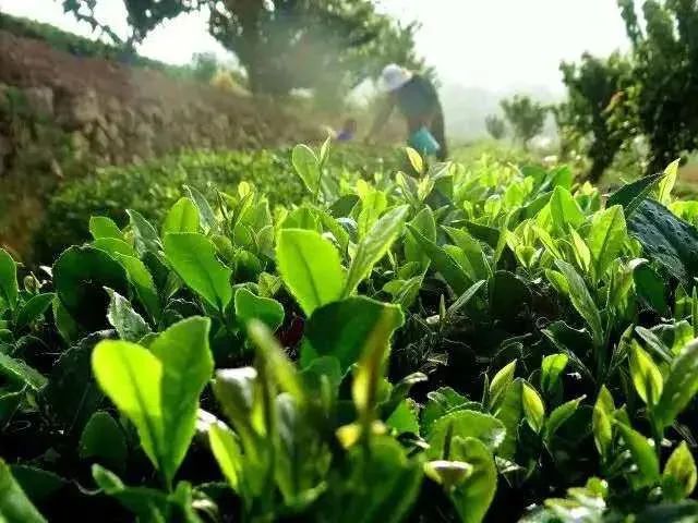 樱桃熟了五一好去处,采摘樱桃好去处五莲