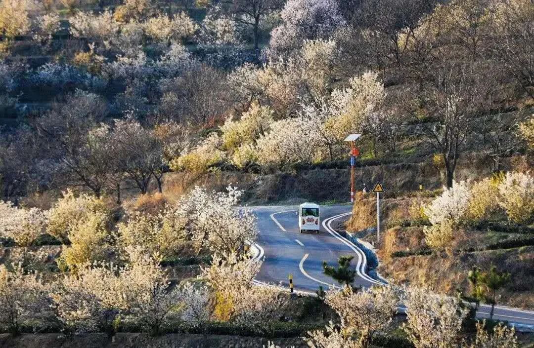 樱桃熟了五一好去处,采摘樱桃好去处五莲