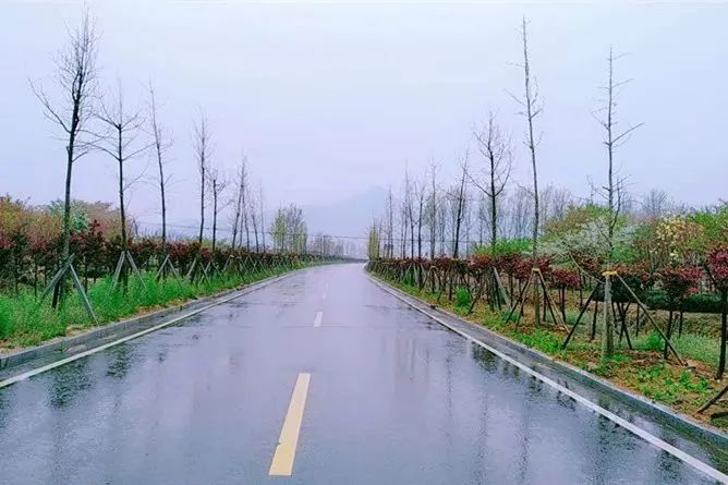 樱桃熟了五一好去处,采摘樱桃好去处五莲