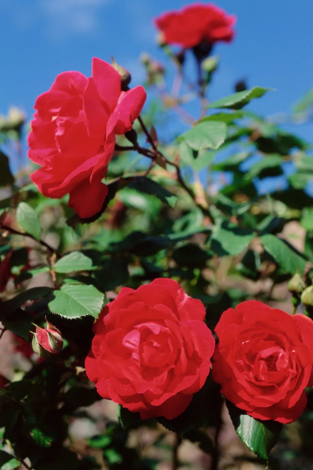 重庆避开人群攻略,重庆周边小众旅游线路