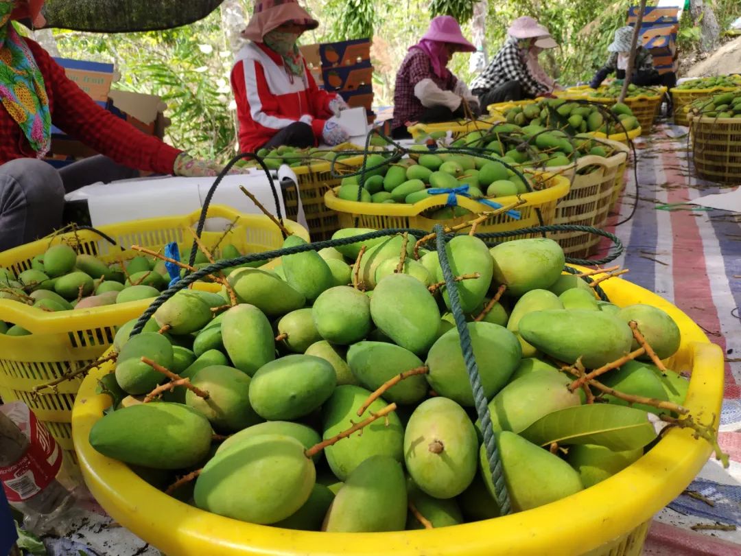 小台芒纯甜多汁1斤,台农小芒果9.9元5斤