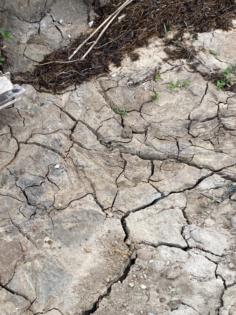 骆马湖秋季鲫鱼,骆马湖最大鲫鱼