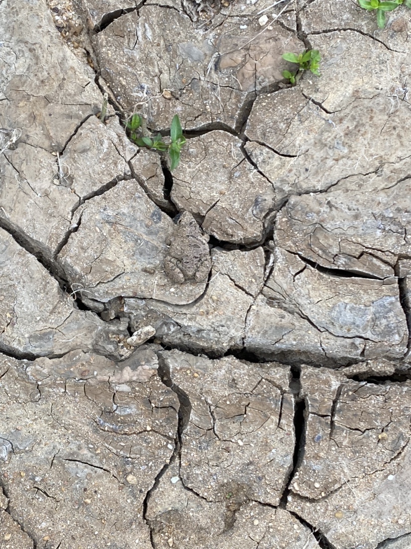 骆马湖秋季鲫鱼,骆马湖最大鲫鱼