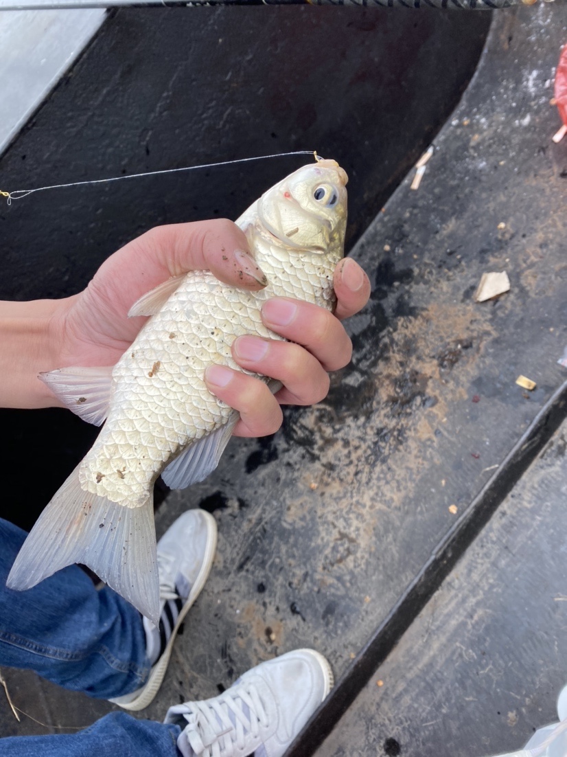 骆马湖秋季鲫鱼,骆马湖最大鲫鱼
