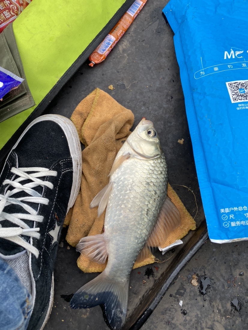 骆马湖秋季鲫鱼,骆马湖最大鲫鱼