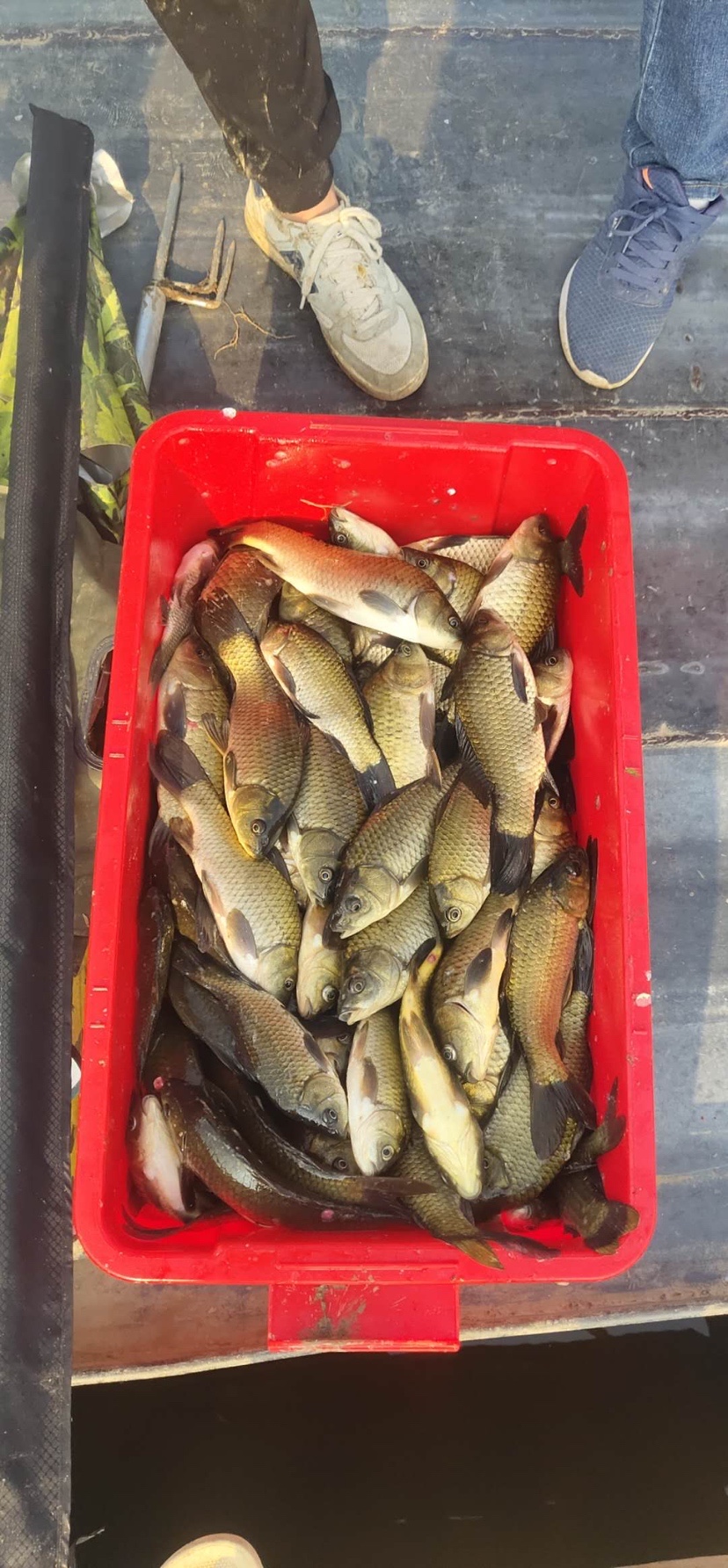 骆马湖秋季鲫鱼,骆马湖最大鲫鱼