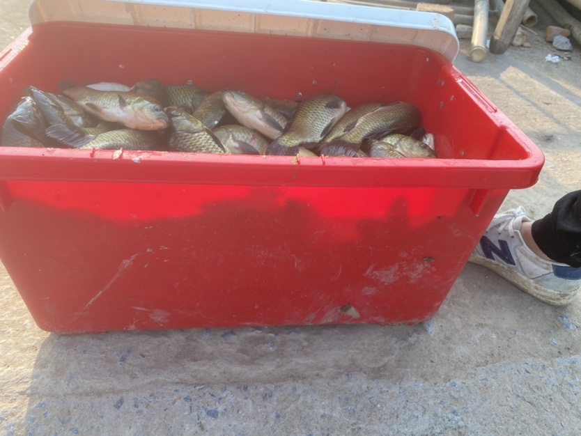 骆马湖秋季鲫鱼,骆马湖最大鲫鱼