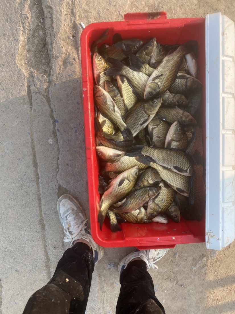 骆马湖秋季鲫鱼,骆马湖最大鲫鱼