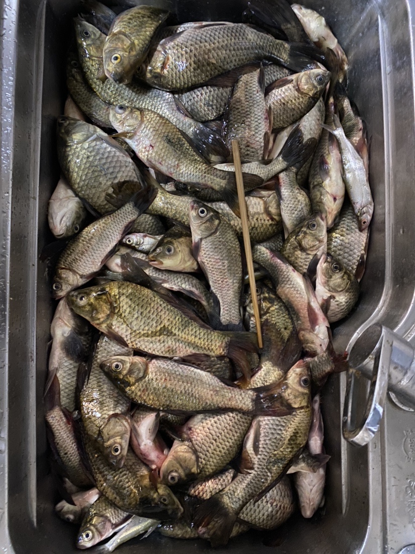 骆马湖秋季鲫鱼,骆马湖最大鲫鱼