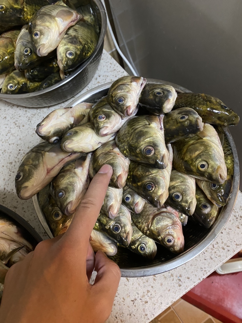 骆马湖秋季鲫鱼,骆马湖最大鲫鱼