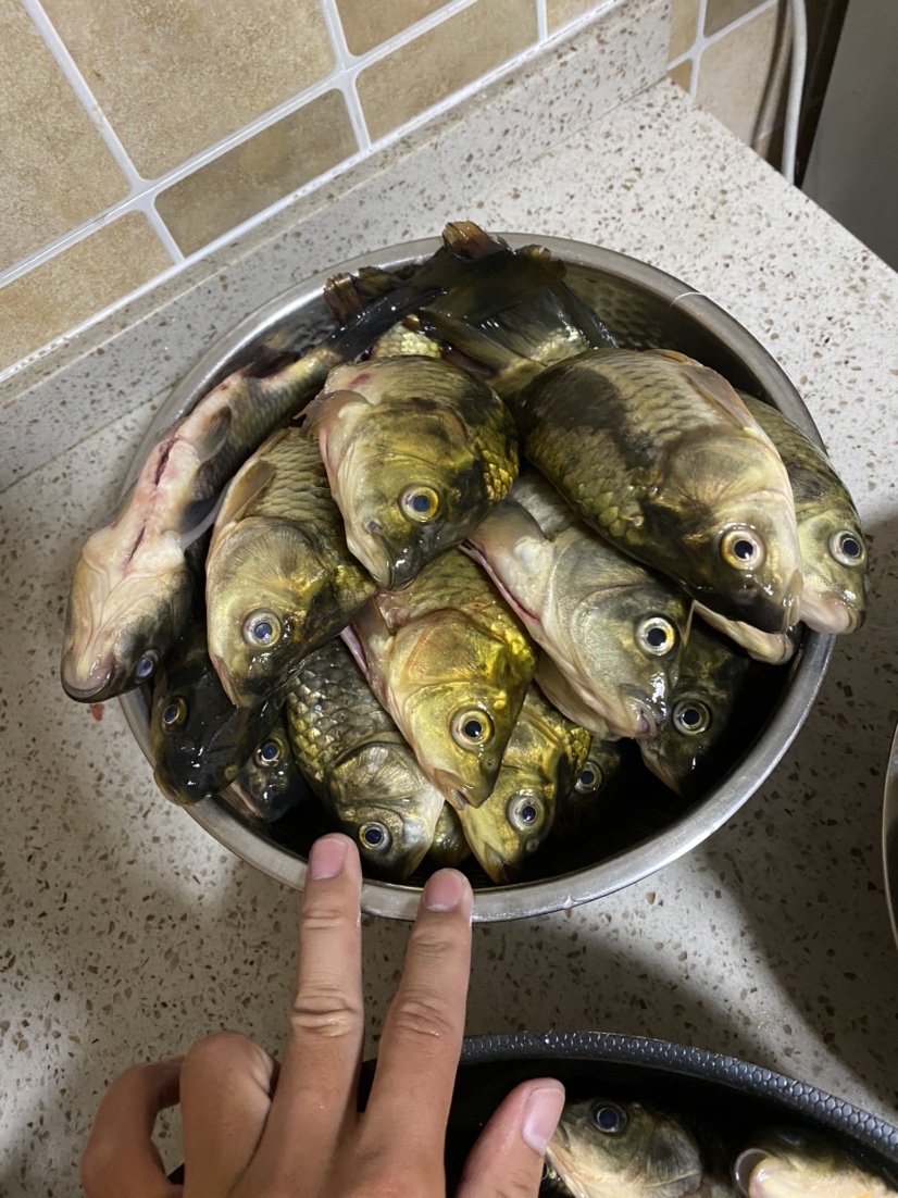 骆马湖秋季鲫鱼,骆马湖最大鲫鱼