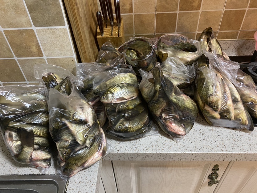 骆马湖秋季鲫鱼,骆马湖最大鲫鱼