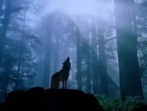 狼的五十句格言!,太经典了)