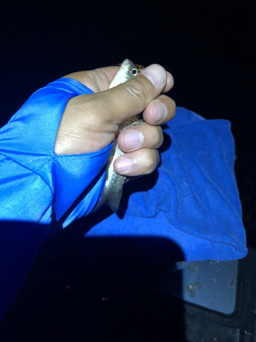 漫天遍野风飘絮，上庄夜钓耍银鲫