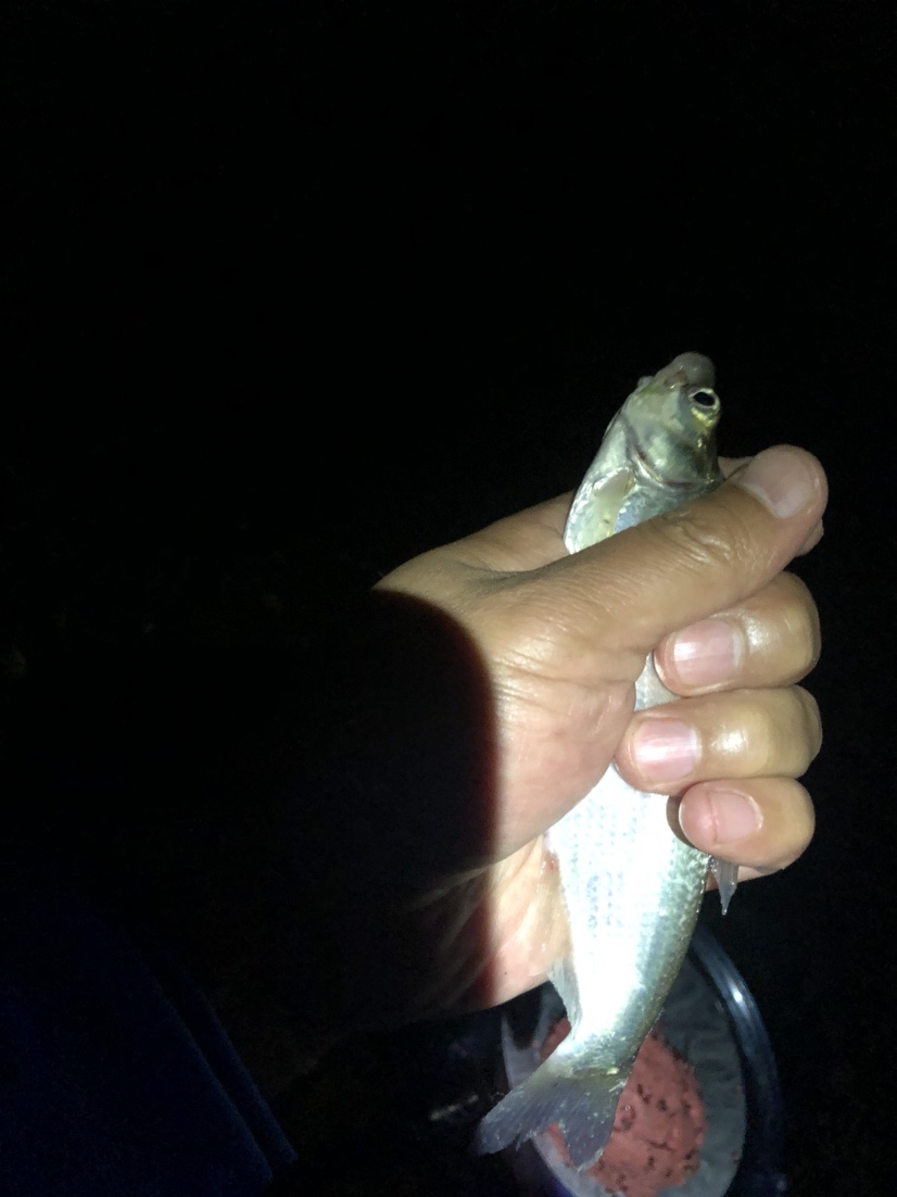 漫天遍野风飘絮，上庄夜钓耍银鲫