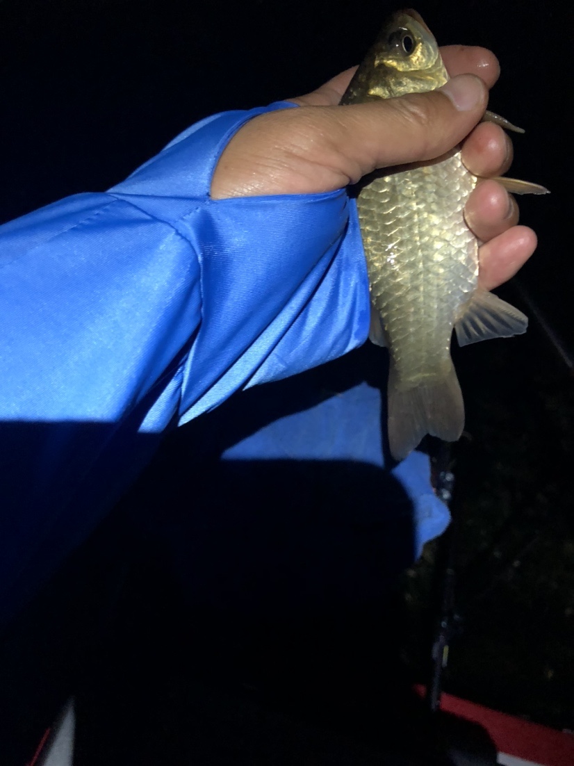 漫天遍野风飘絮，上庄夜钓耍银鲫