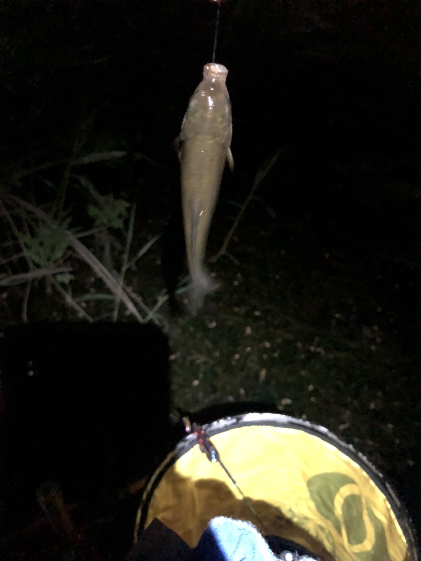 漫天遍野风飘絮，上庄夜钓耍银鲫