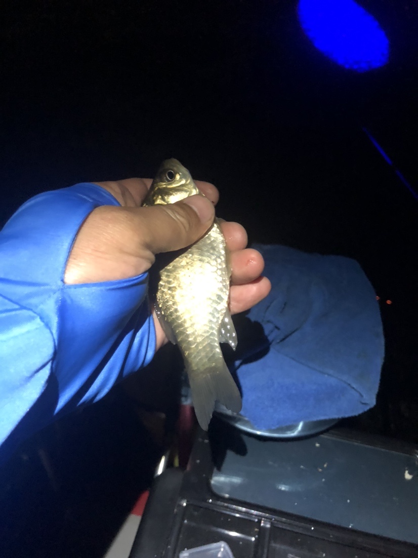 漫天遍野风飘絮，上庄夜钓耍银鲫